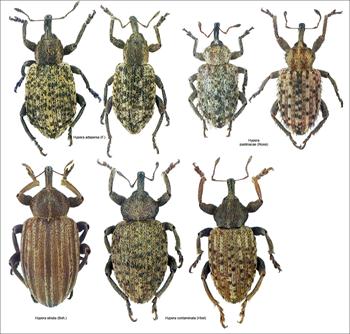 سرخرطومی انگور